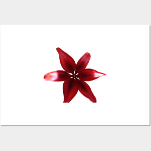 Red Tiger Lilly Flower Posters and Art